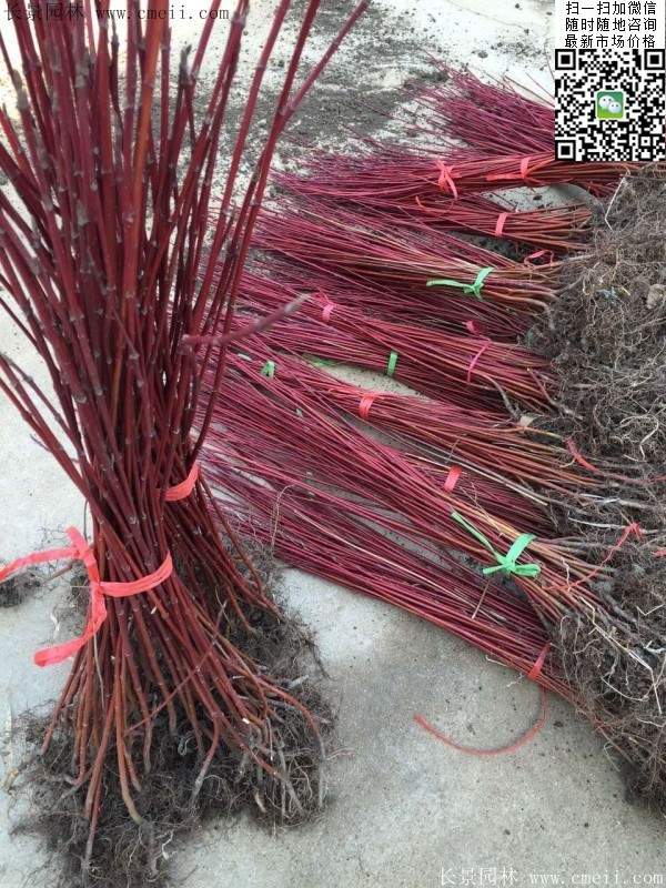 紅瑞木基地 紅瑞木基地