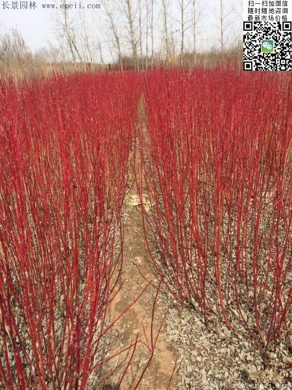 紅瑞木基地 紅瑞木基地