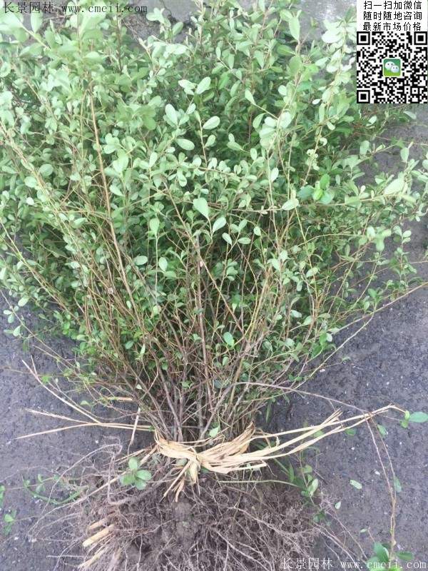 火棘--長景園林 火棘--長景園林