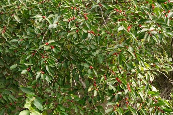 2米高的金銀木多少錢一棵 2米高的金銀木多少錢一棵