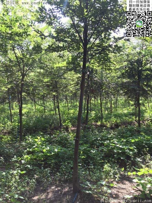 櫸樹身價 櫸樹身價