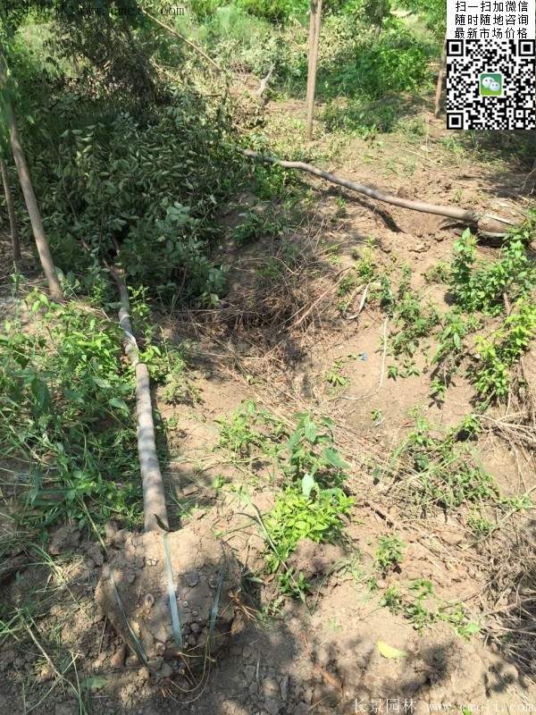 櫸樹身價 櫸樹身價