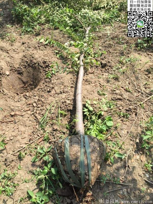 櫸樹修剪整形 櫸樹修剪整形