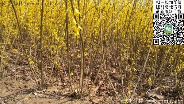 連翹--長(zhǎng)景園林 連翹--長(zhǎng)景園林