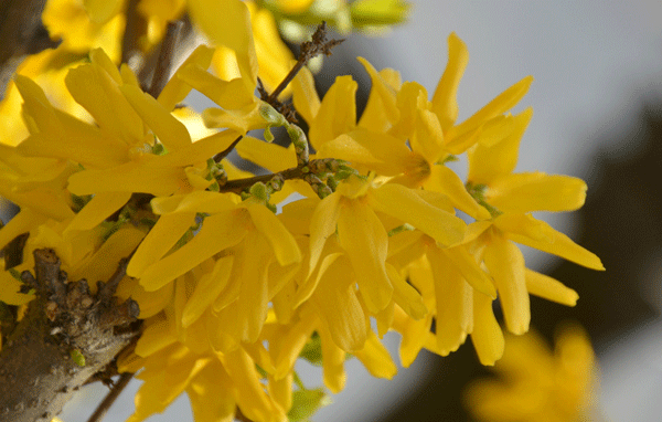 連翹--長景園林 連翹--長景園林