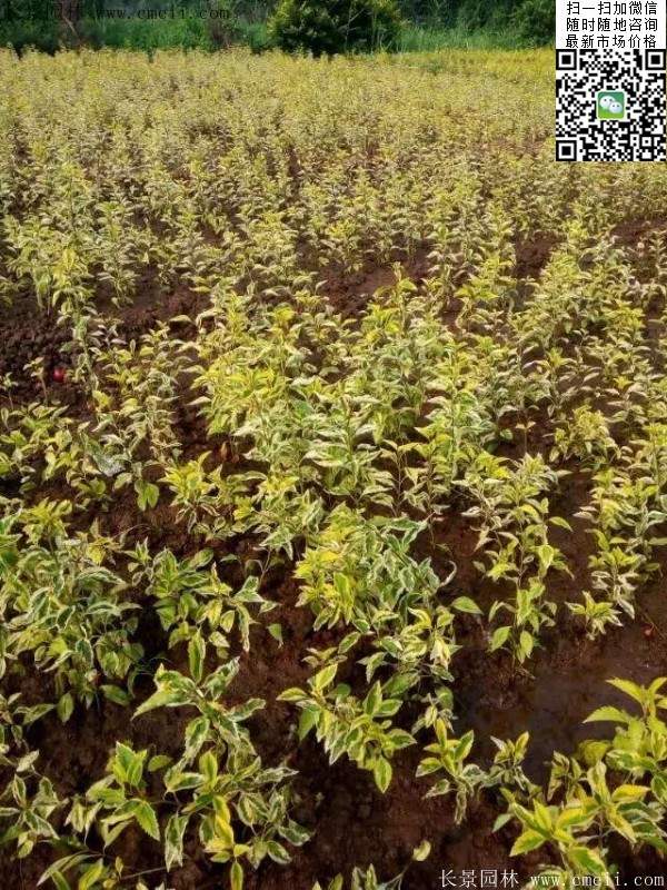 連翹--長景園林 連翹--長景園林