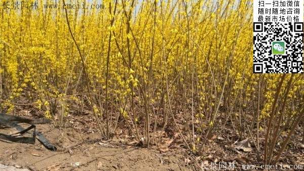 連翹--長(zhǎng)景園林 連翹--長(zhǎng)景園林