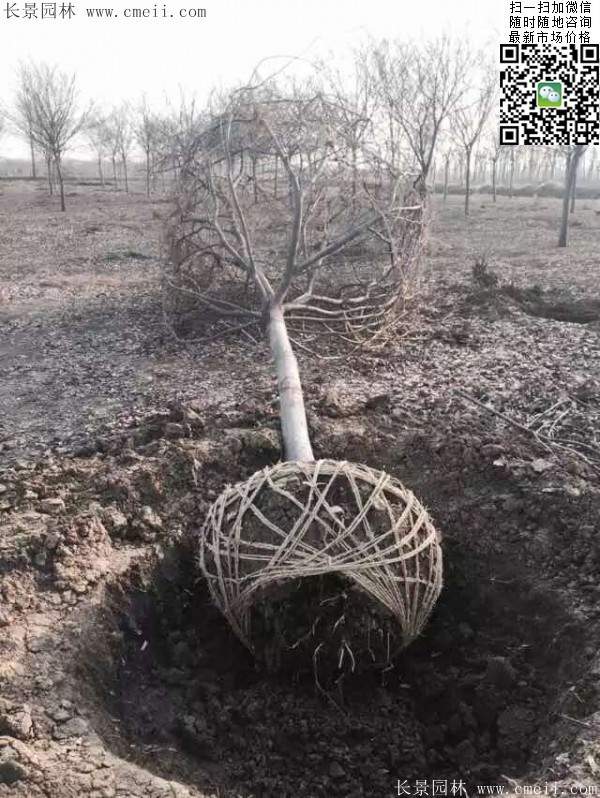 櫸樹(shù) 櫸樹(shù)