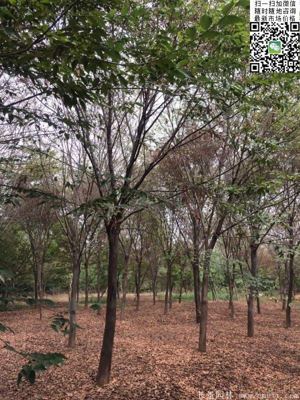 櫸樹(shù) 櫸樹(shù)