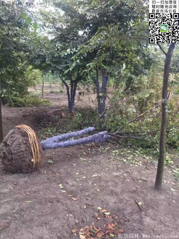 大規格櫸樹 大規格櫸樹