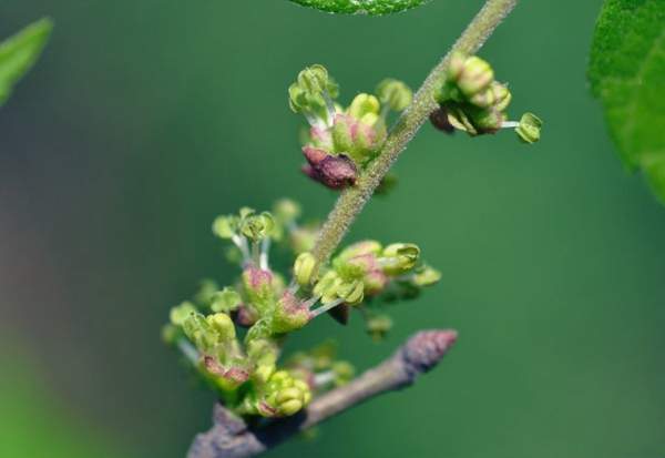 沭陽(yáng)大櫸樹(shù) 沭陽(yáng)大櫸樹(shù)