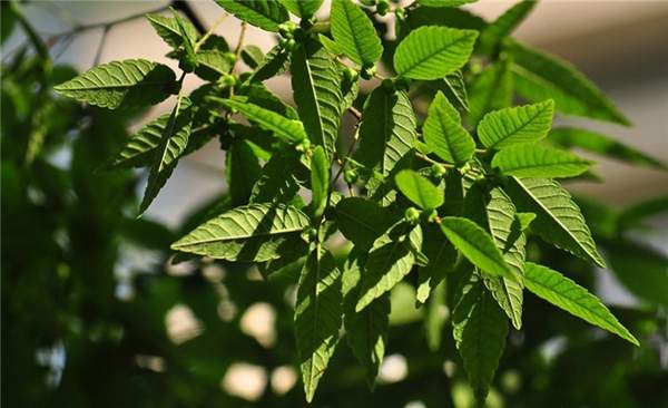 沭陽(yáng)大櫸樹(shù) 沭陽(yáng)大櫸樹(shù)