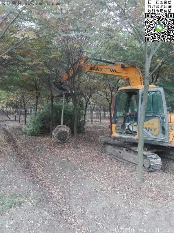 沭陽(yáng)大櫸樹(shù) 沭陽(yáng)大櫸樹(shù)