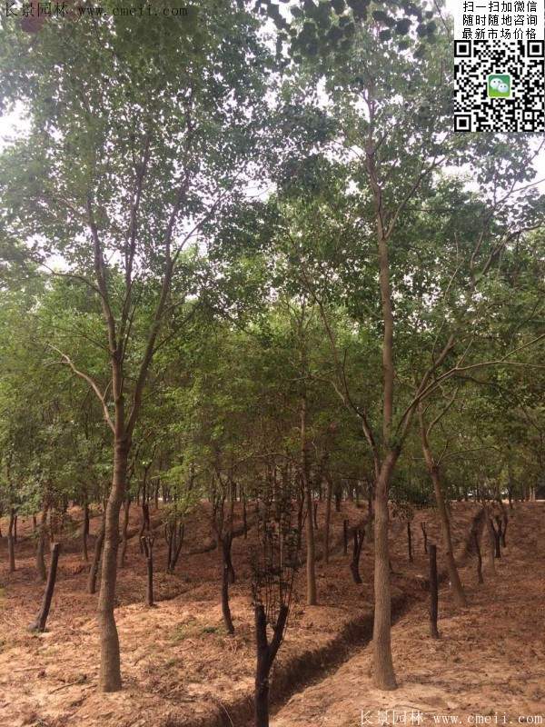 沭陽(yáng)大櫸樹(shù) 沭陽(yáng)大櫸樹(shù)