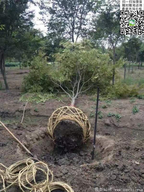 沭陽(yáng)大櫸樹(shù) 沭陽(yáng)大櫸樹(shù)