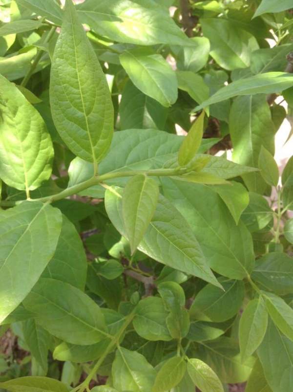 華東臘梅樹批發(fā)