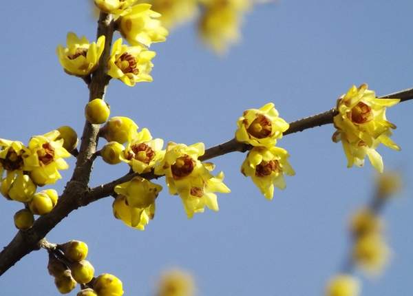 臘梅樹(shù)市場(chǎng)