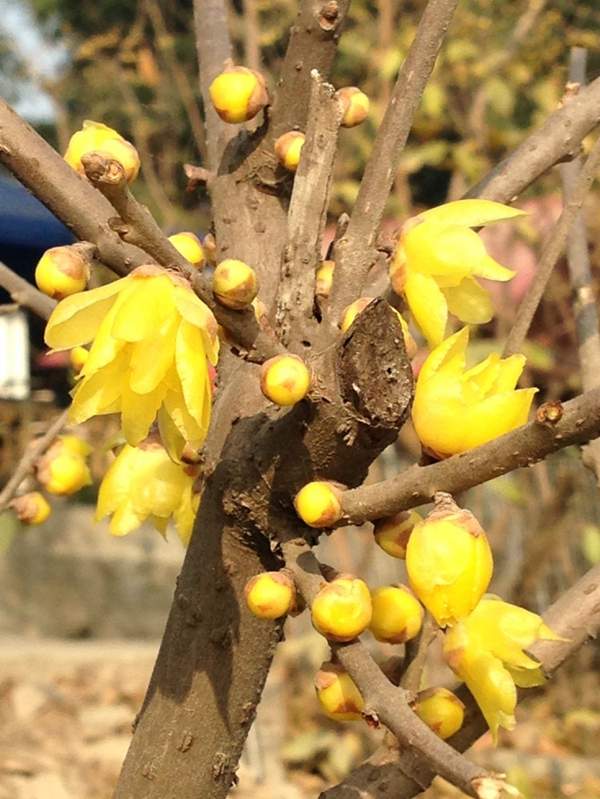 臘梅樹(shù)市場(chǎng)