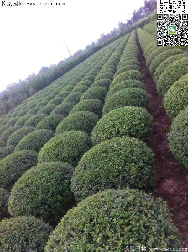 小葉女貞球--長景園林 小葉女貞球--長景園林