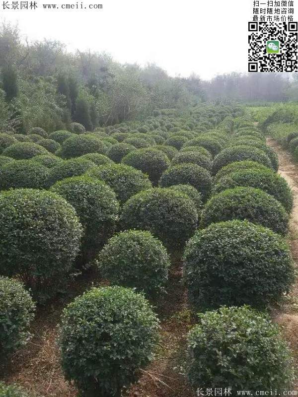 小葉女貞球--長景園林 小葉女貞球--長景園林