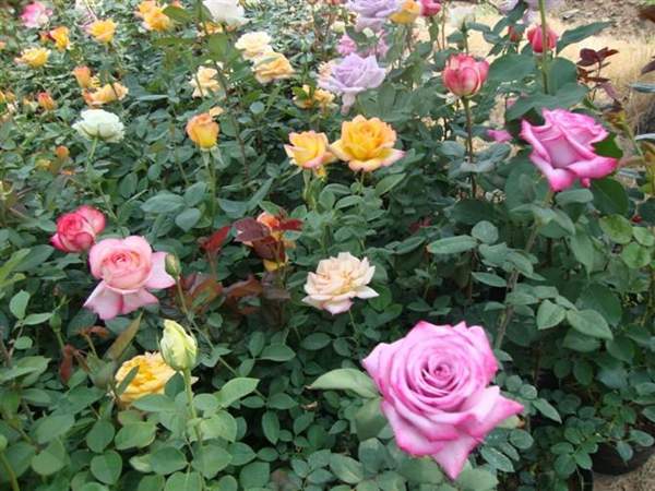 玫瑰花苗 玫瑰花苗
