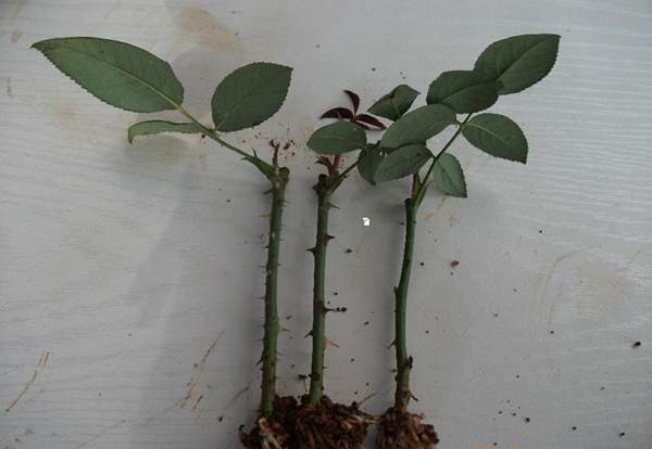 玫瑰花修剪 玫瑰花修剪