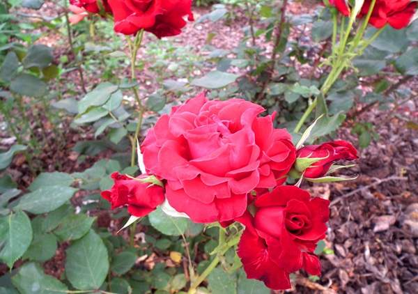 沭陽玫瑰基地 沭陽玫瑰基地