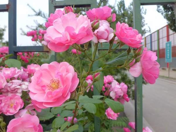 藤本月季花語是什么?