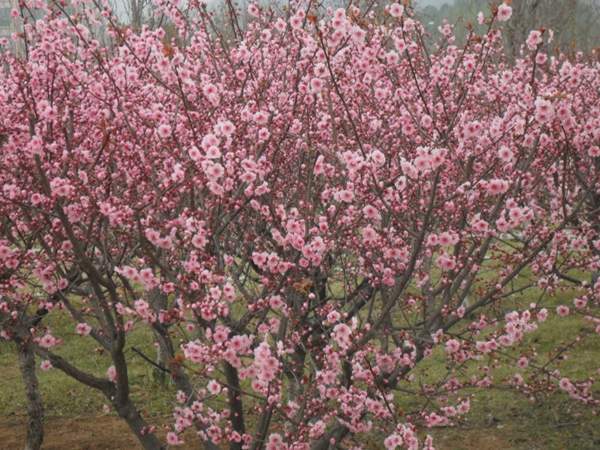 美人梅綠化 美人梅綠化