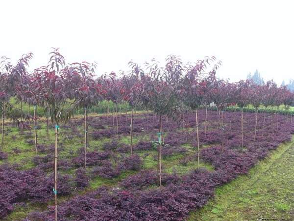 紅葉碧桃種植方法匯總！