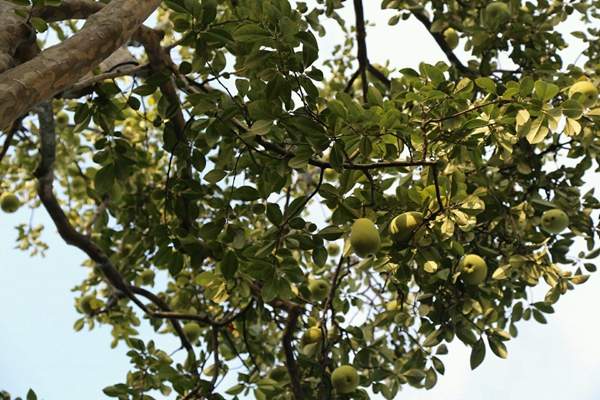木瓜的價格 木瓜的價格
