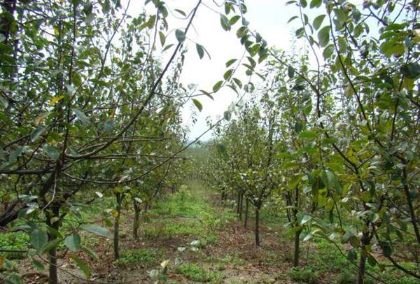 木瓜綠化 木瓜綠化