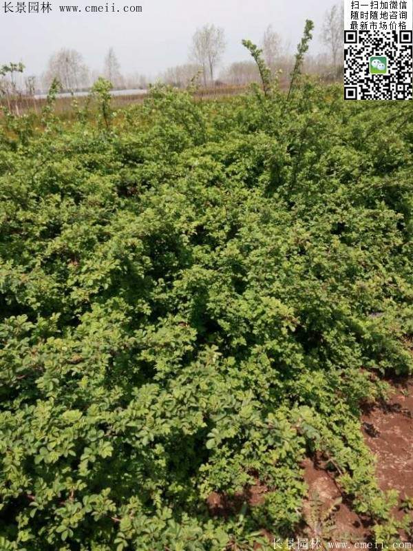 薔薇商家 薔薇商家