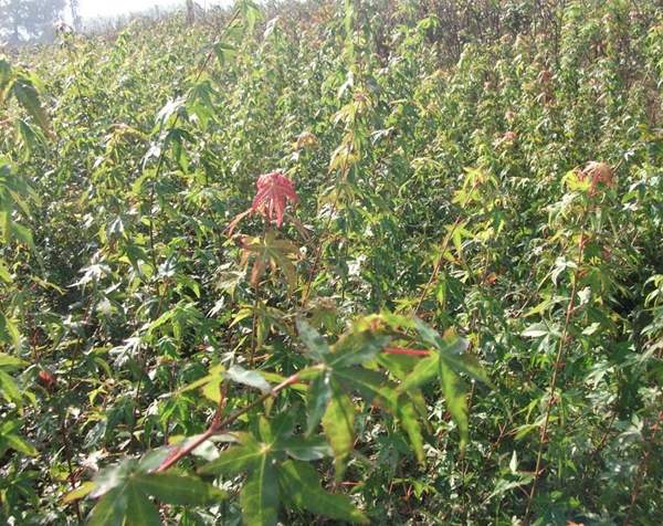 沭陽青楓樹 沭陽青楓樹