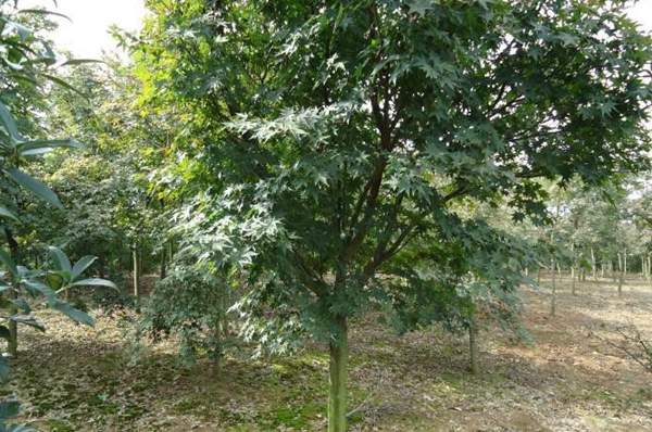 沭陽青楓樹 沭陽青楓樹