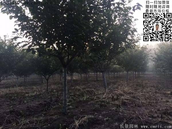 沭陽(yáng)大規(guī)格的櫻花樹