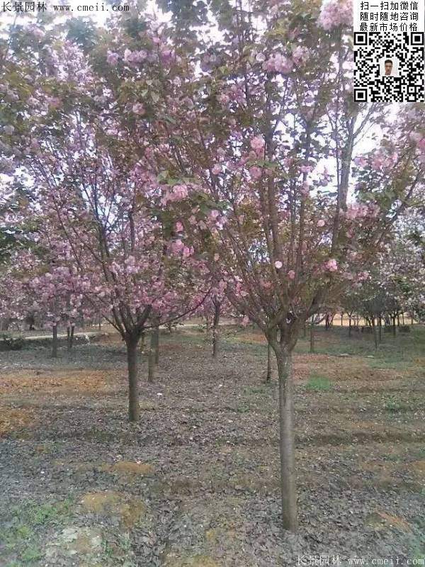 沭陽(yáng)大規(guī)格的櫻花樹