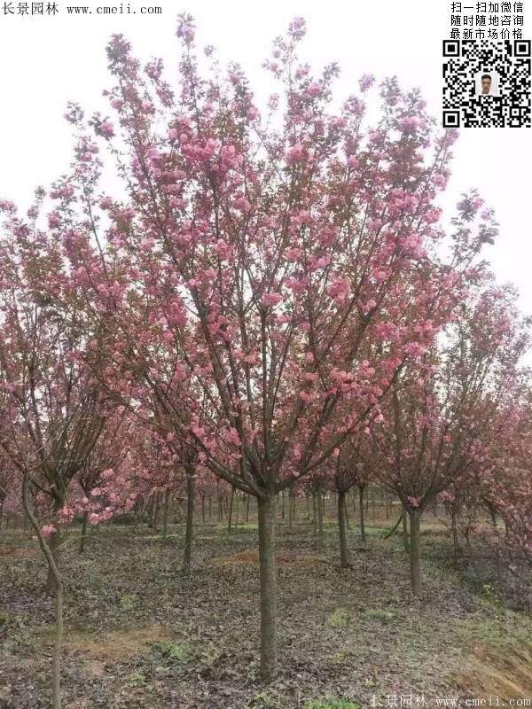 沭陽(yáng)大規(guī)格的櫻花樹