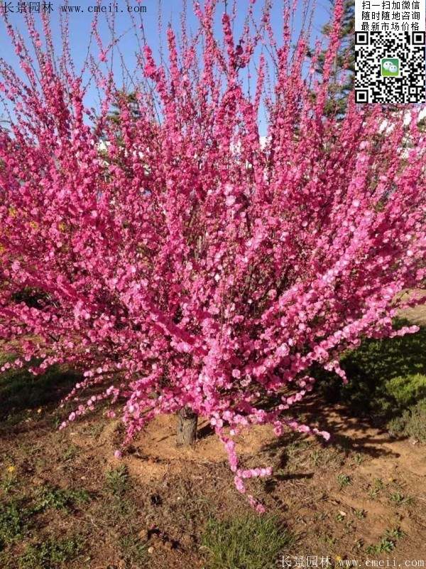 沭陽榆葉梅的價格