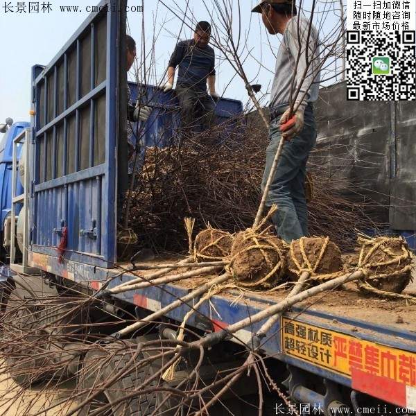 沭陽榆葉梅規格