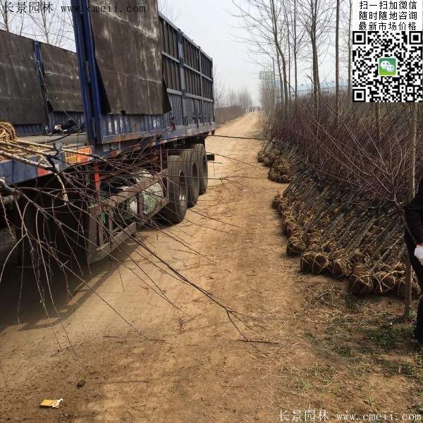 沭陽榆葉梅規格