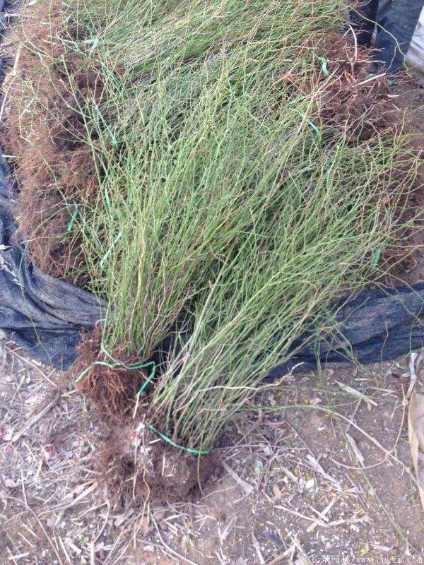 沭陽(yáng)棣棠苗