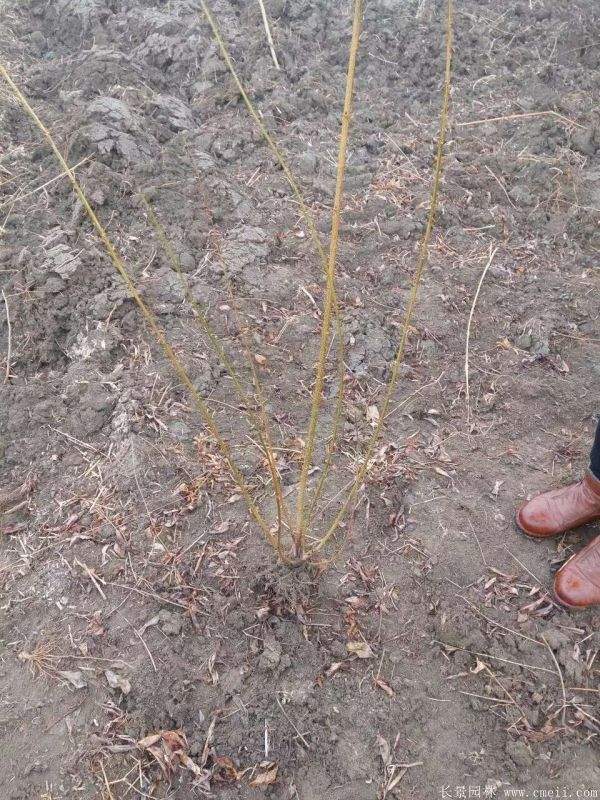 沭陽(yáng)棣棠花