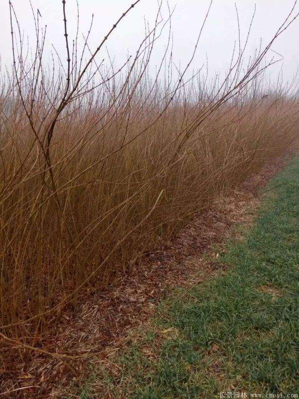 沭陽(yáng)棣棠花