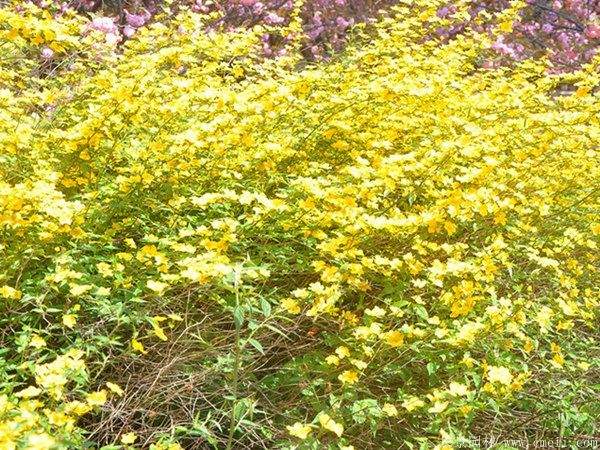 沭陽(yáng)棣棠花