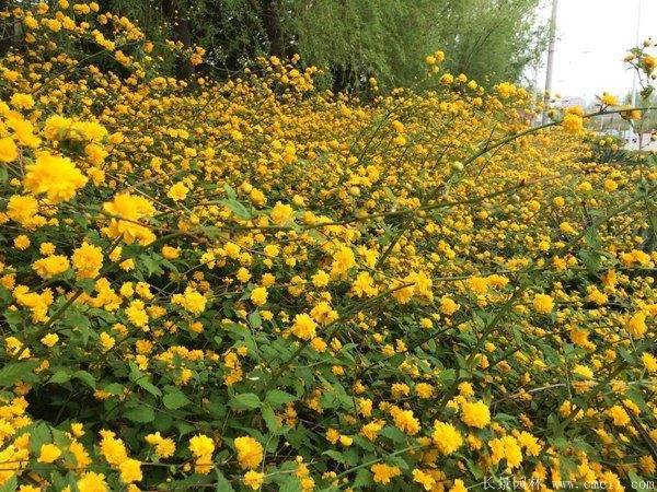 沭陽(yáng)單重瓣棣棠花價(jià)格