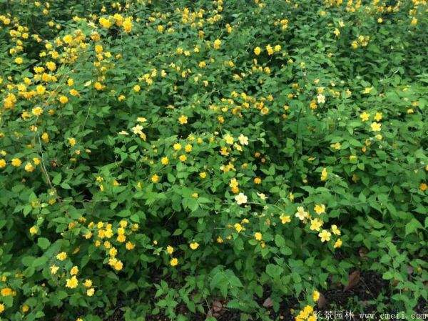 優(yōu)質(zhì)精品棣棠花