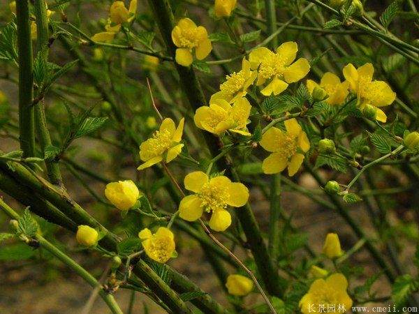 優(yōu)質(zhì)精品棣棠花