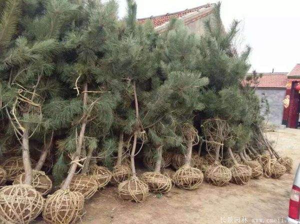 沭陽黑松 沭陽黑松