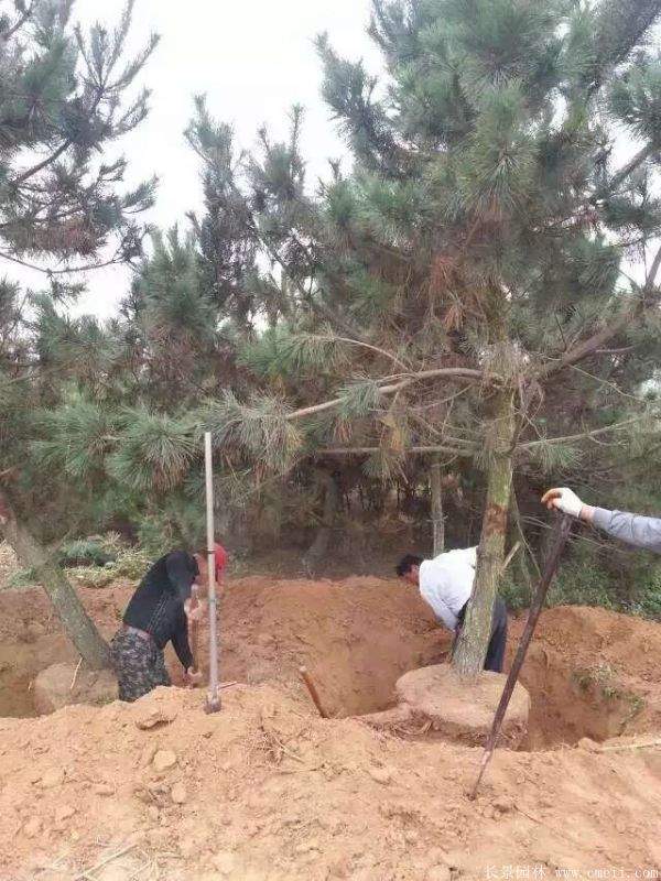 黑松移栽 黑松移栽